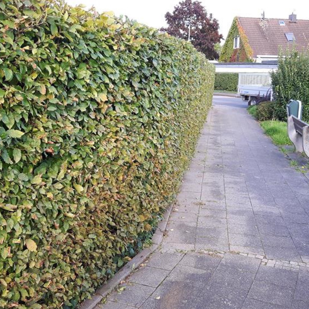 Hecke 14