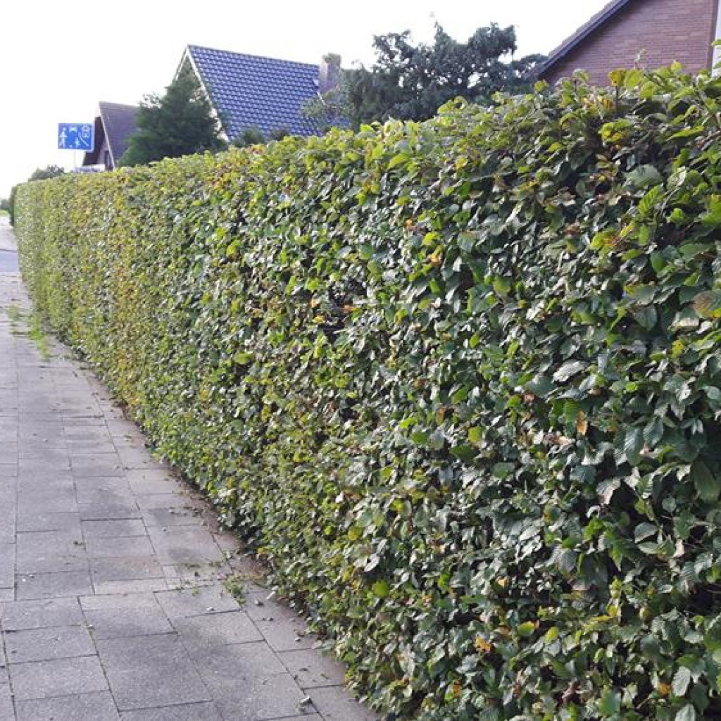 Hecke 16